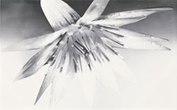 Cersanit Negra white inserto flower WD400-004
