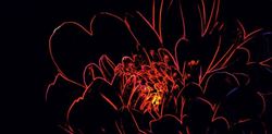Opoczno Fluorescent Flower Red Inserto OD386-002