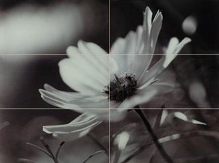 Domino Joy Flower