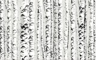 Cersanit Wika Inserto Birch WD442-003