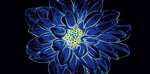 Opoczno Fluorescent Flower Blue Inserto OD386-004