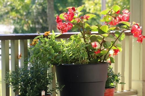 Kwiaty na balkon: wybór gatunków, zasady uprawy i pielęgnacja krok po kroku
