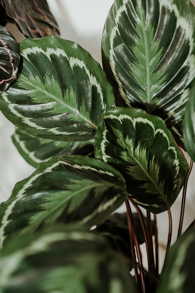 Liście Calathea