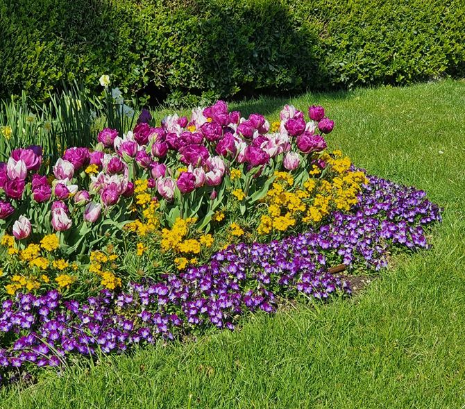 Wiosenna aranżacja ogrodu z tulipanami i bratkami