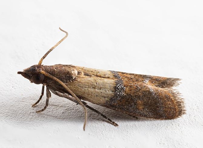 Plodia_interpunctella_-_Indianmeal_moth.jpg