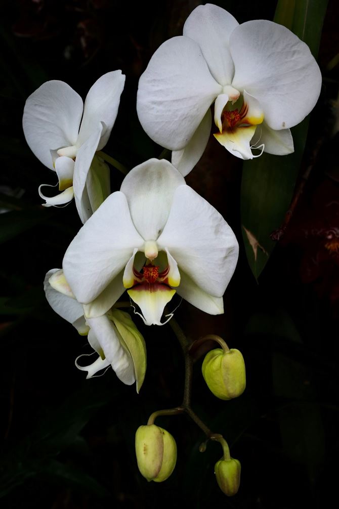 Biała orchidea na czarnym tle