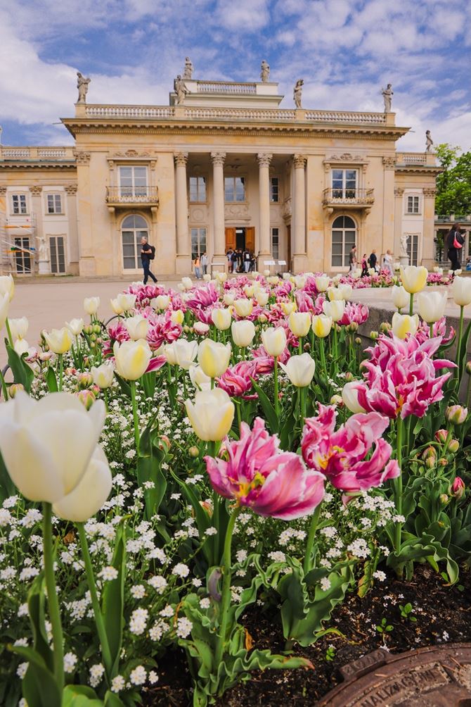 Tubądzin_Pałac na Wyspie - tulipany 1.jpg