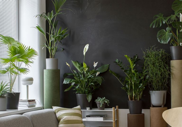 Krótki przewodnik po roślinach do wnętrz