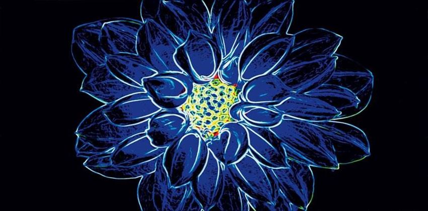 Płytka dekoracyjna 29,7x60cm Opoczno Fluorescent Flower blue inserto