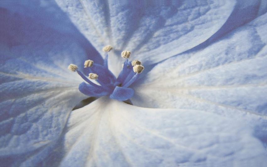 Dekoracja ścienna 40x25 cm Paradyż Acapulco Blue inserto Kwiat