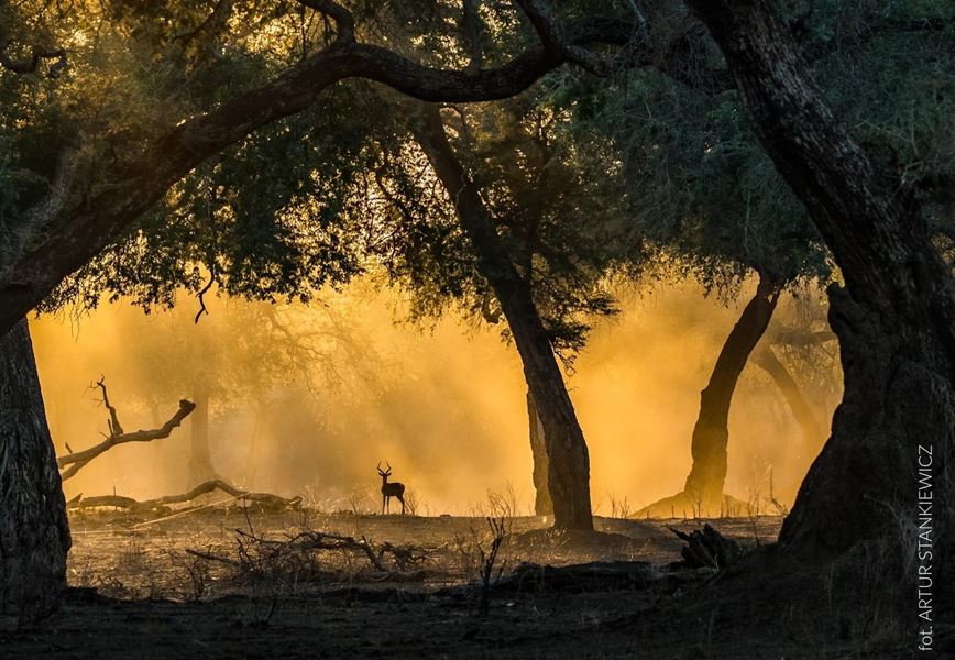 Wizje Natury Fot. Artur Stankiewicz .jpg